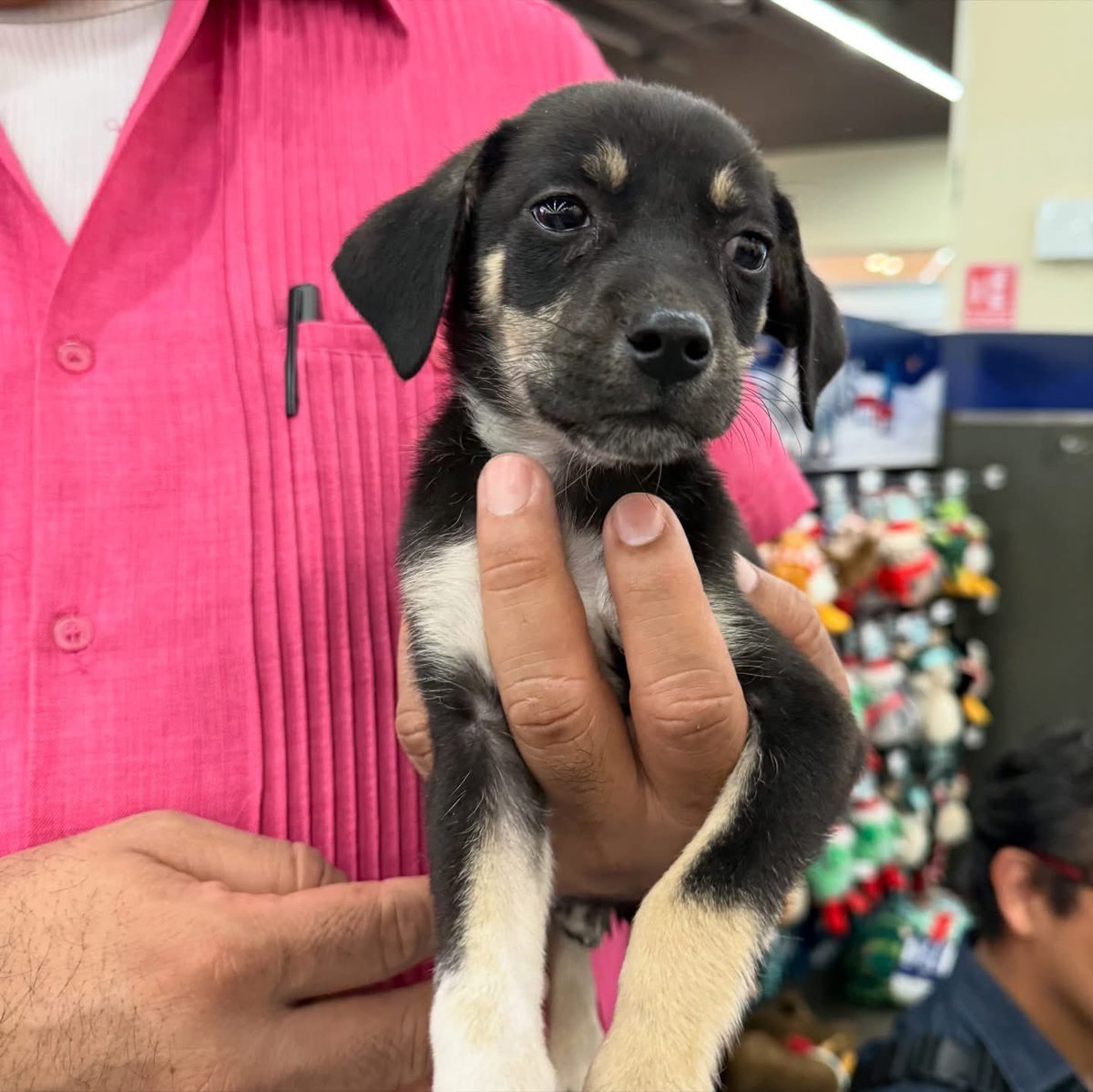 caninos911's tweet image. ‼️🐾EN ADOPCIÓN🐾‼️
Hermosos cachorritos en busca de una  familia responsable. 

Adopciones WhatsApp: 
993 194 0616 
Apadrinamientos: 993 207 2120

Cuenta BBVA Bancomer:
0112038234
Clabe: 012790001120382345
PayPal: refugiocaninos911@gmail.com

#Caninos911 #Refugio #Dogs