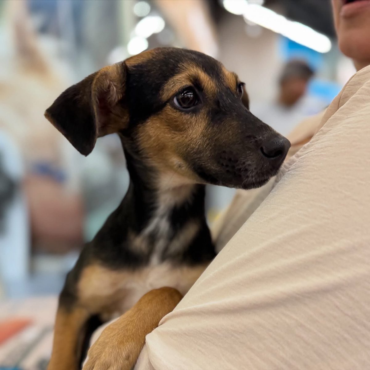 caninos911's tweet image. ‼️🐾EN ADOPCIÓN🐾‼️
Hermosos cachorritos en busca de una  familia responsable. 

Adopciones WhatsApp: 
993 194 0616 
Apadrinamientos: 993 207 2120

Cuenta BBVA Bancomer:
0112038234
Clabe: 012790001120382345
PayPal: refugiocaninos911@gmail.com

#Caninos911 #Refugio #Dogs