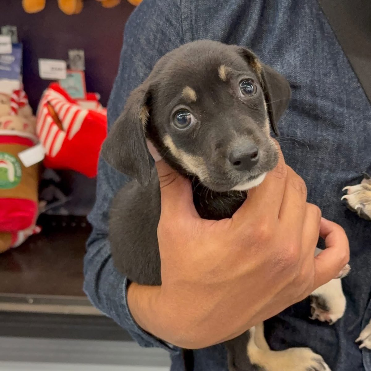 caninos911's tweet image. ‼️🐾EN ADOPCIÓN🐾‼️
Hermosos cachorritos en busca de una  familia responsable. 

Adopciones WhatsApp: 
993 194 0616 
Apadrinamientos: 993 207 2120

Cuenta BBVA Bancomer:
0112038234
Clabe: 012790001120382345
PayPal: refugiocaninos911@gmail.com

#Caninos911 #Refugio #Dogs