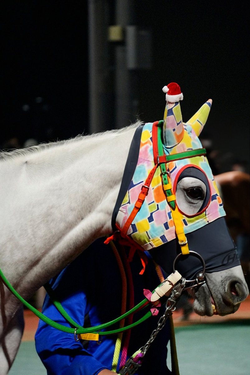 工藤厩舎さんっ子はお写真慣れてるのかお顔しゃんと上げてくれるお馬