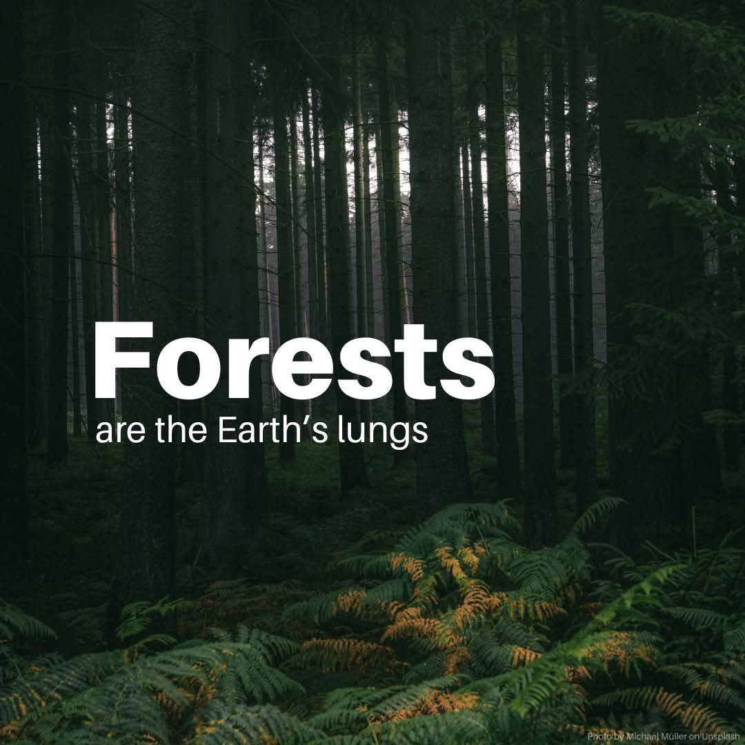 GreenAghnet's tweet photo. Forests are essential for life on Earth βyet nearly 500 million hectares have disappeared since 1990.
The good news: deforestation is slowing worldwide, and one fifth of forests are now protected.
But we must keep the momentum goingβUN Environment Programme. #NoToDeforestation. https://t.co/7LmFAPkJT7