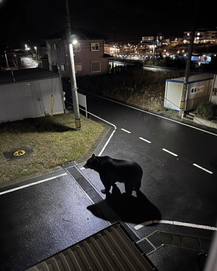 TownOnagawa's tweet image. 【クマ出没のお知らせ】
昨日午後7時頃、大原地区(しおかぜ保育所付近)でクマが目撃されました。茂みにひそんでいる可能性もありますので注意してください。なお、クマを誘引するものは屋外に置かないようにし、生ゴミ等は当日の朝にだすようお願いします。
問合せ：産業振興課農林係