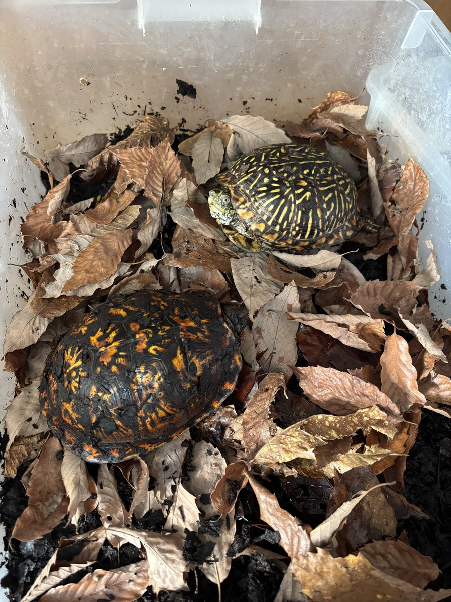 ぶりくら市も終わり、ヤング〜アダルト組は冬眠のシーズンになりました。
クマスプレーを持ちながらがんばって落ち葉拾いをしてきたので春までゆっくりお眠りくださいませ💤