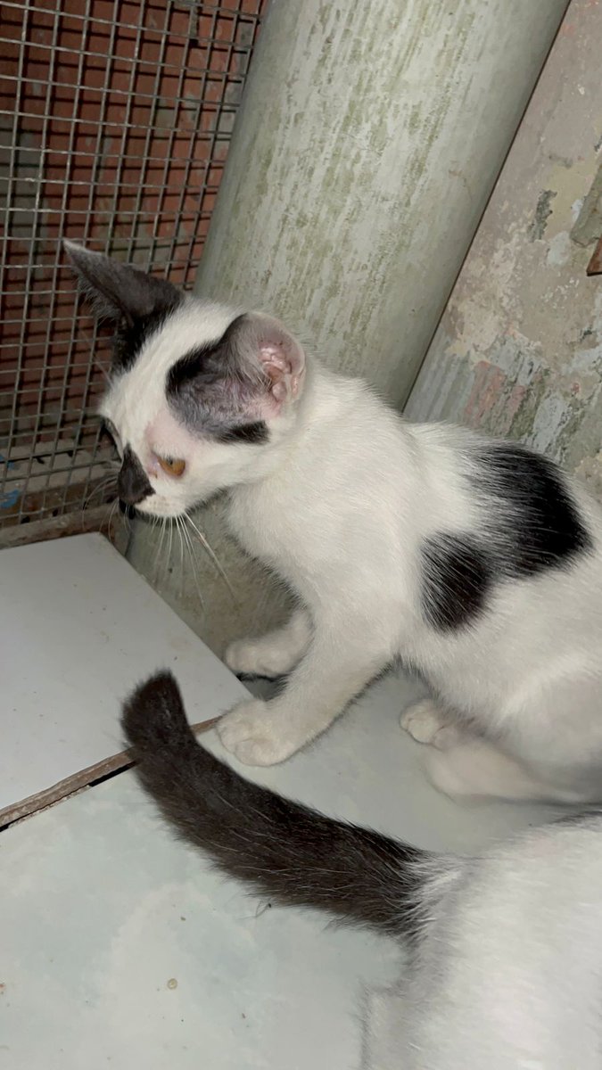 farewhy's tweet photo. [OPEN ADOPT KUCING JOGJA]

Hai teman-teman! Aku punya anak kucing lucu yang butuh rumah baru! Umurnya sekitar 3 bulan, DM AJA YAA!!

Dom Jogja, COD atau anterin ke rumahmu juga bisa banget! GRATIS, tidak perlu bayar ongkir atau maharr https://t.co/hUZCdUSu5a