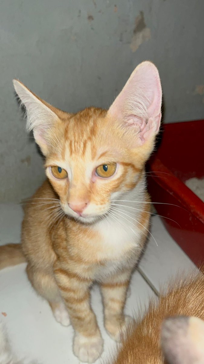 farewhy's tweet photo. [OPEN ADOPT KUCING JOGJA]

Hai teman-teman! Aku punya anak kucing lucu yang butuh rumah baru! Umurnya sekitar 3 bulan, DM AJA YAA!!

Dom Jogja, COD atau anterin ke rumahmu juga bisa banget! GRATIS, tidak perlu bayar ongkir atau maharr https://t.co/hUZCdUSu5a