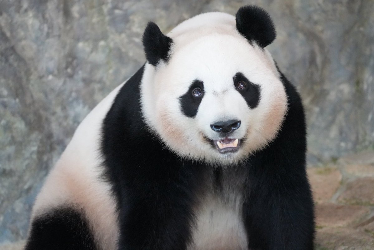 panda pankoro (@PandaPankoro) / Posts / X