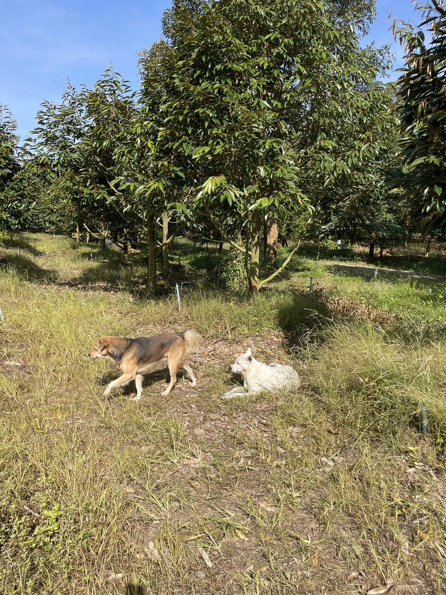 sweet dreams tweet media