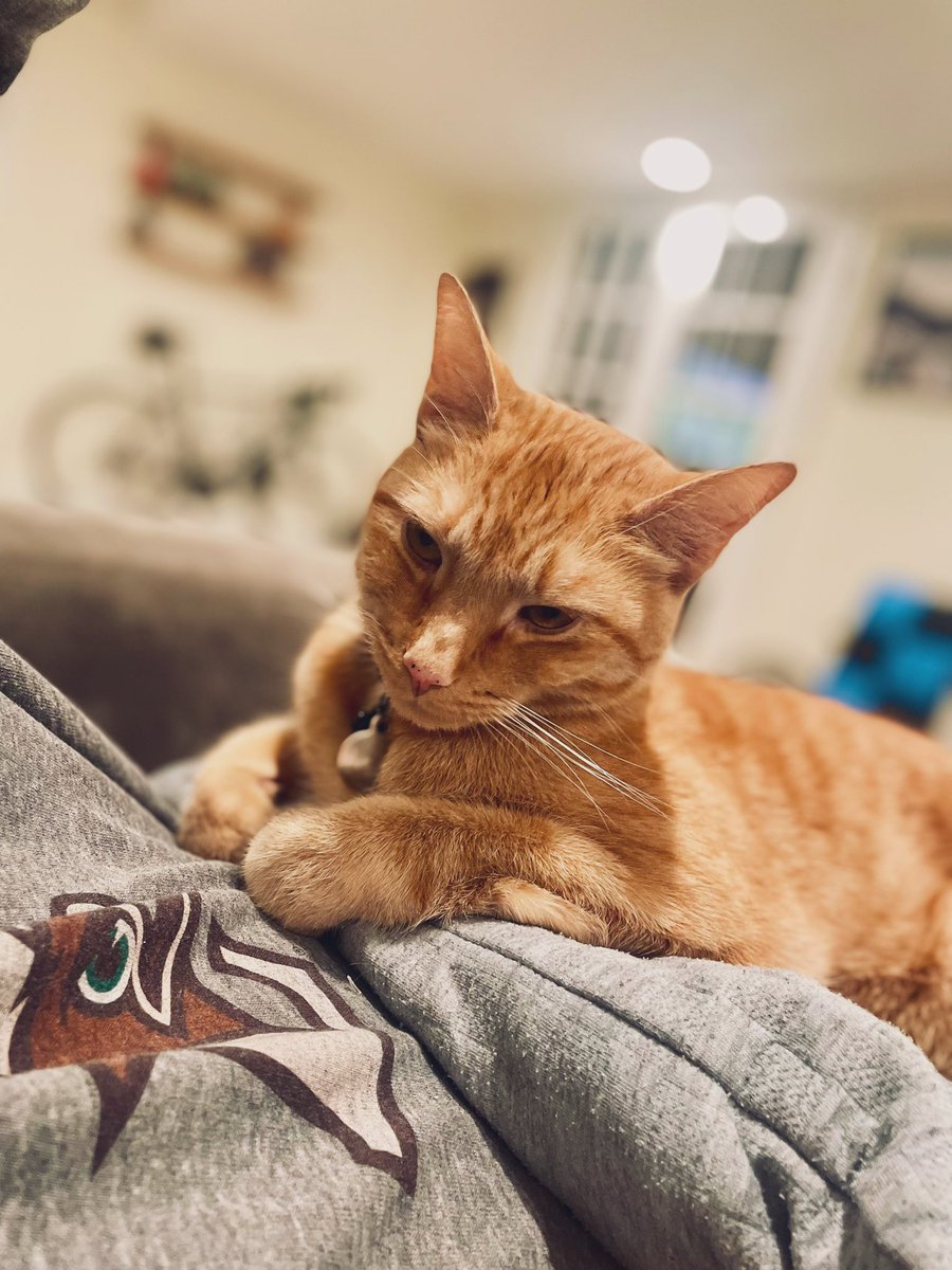 Area Man: Firmly opposed replacement pet.

Replacement Pet: Has chosen Area Man as its emotional support human.