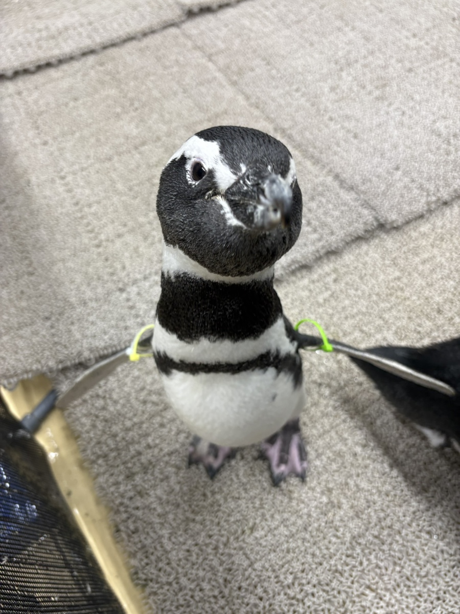 すみだ水族館【公式】 (@Sumida_Aquarium) / Posts / X