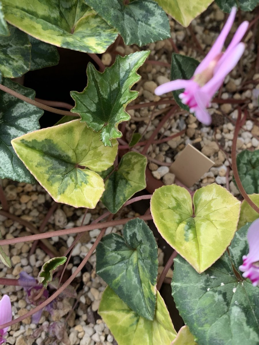 はら園芸さんの斑入り ほどほどの斑入りの方が好き そしてちゃんと育つ