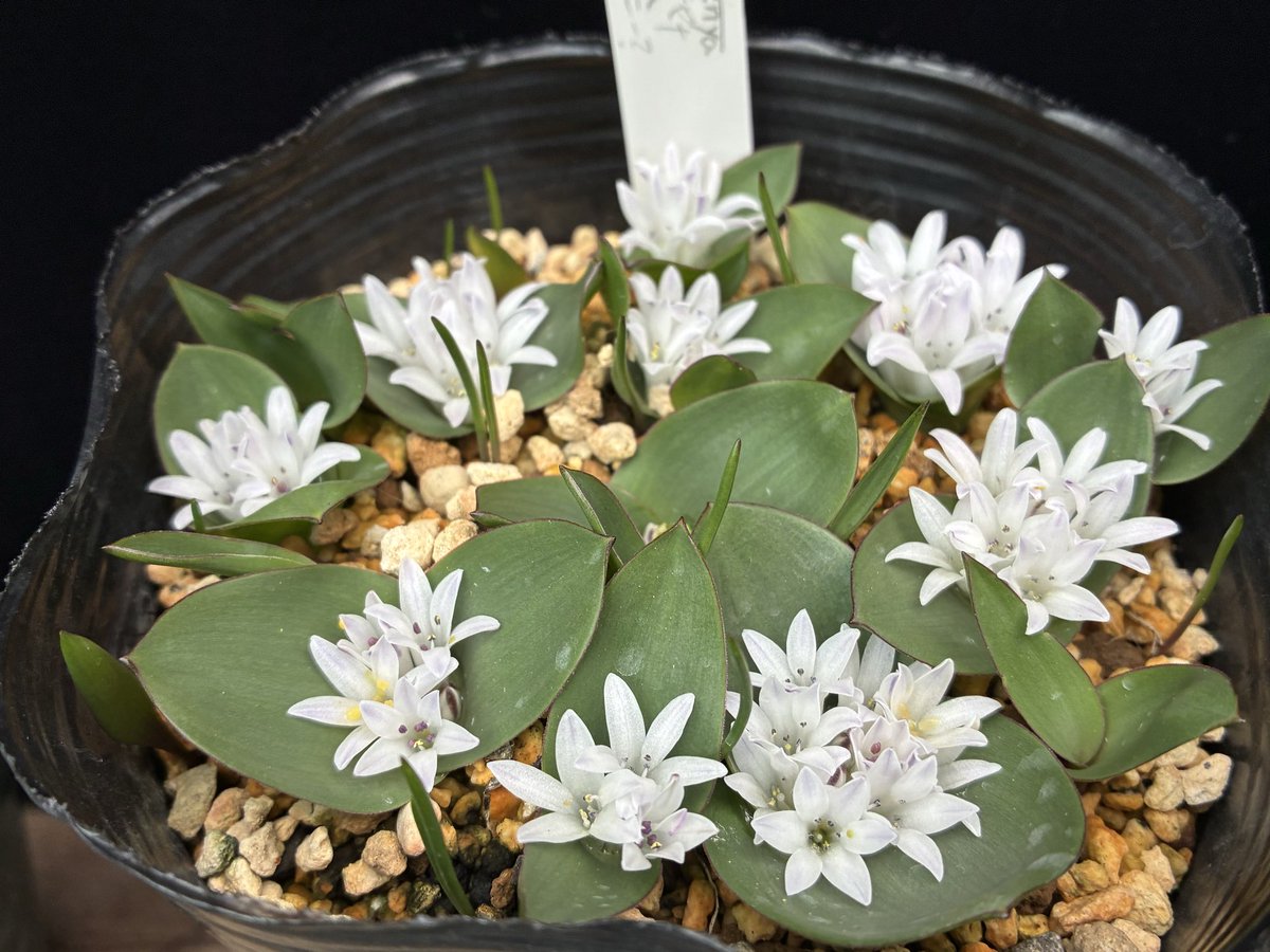 nyanko (@nya3nyanko) / Posts / X