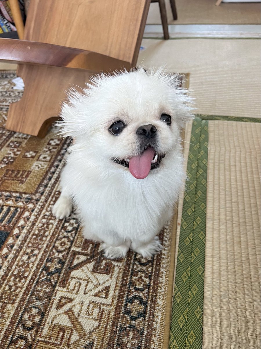 まろた (@marota37) / Posts / X