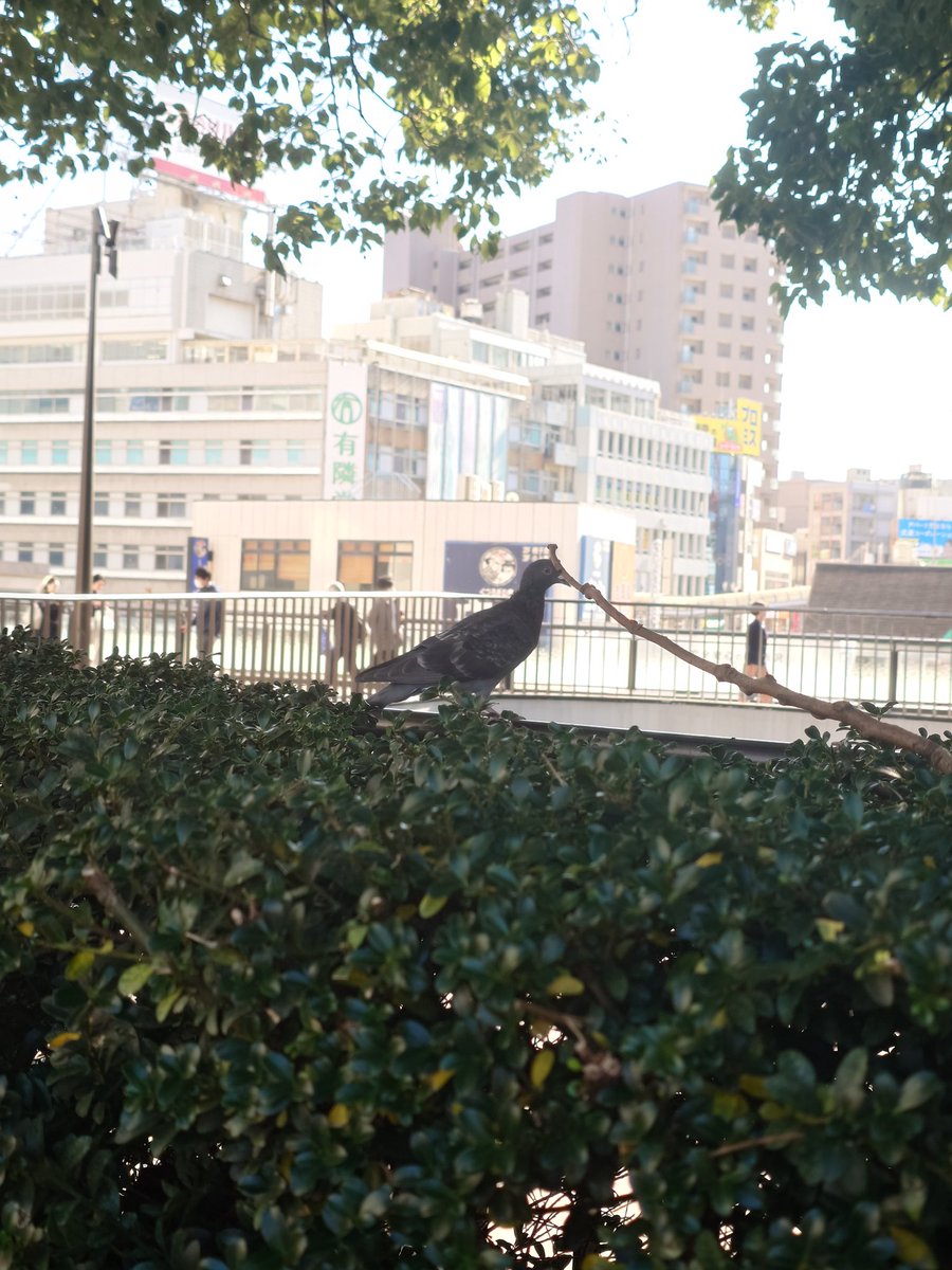 kr_report_Fyoko's tweet image. 藤沢駅付近からお届けしました！
お昼時！とてもお天気がよい日ですね🌞
鳩が今年いちの元気さをだして本気になってる…🕊
 #キスライ  #FMヨコハマ