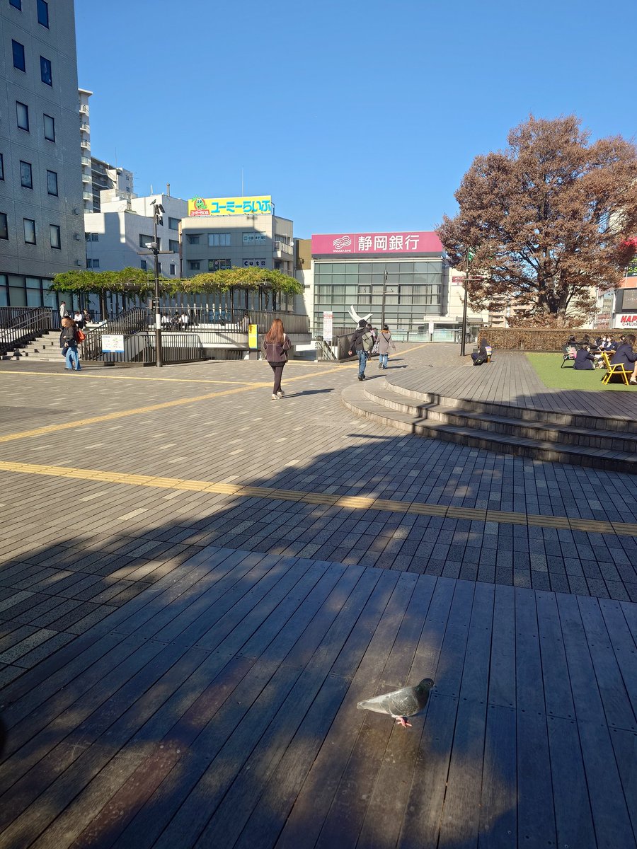 kr_report_Fyoko's tweet image. 藤沢駅付近からお届けしました！
お昼時！とてもお天気がよい日ですね🌞
鳩が今年いちの元気さをだして本気になってる…🕊
 #キスライ  #FMヨコハマ