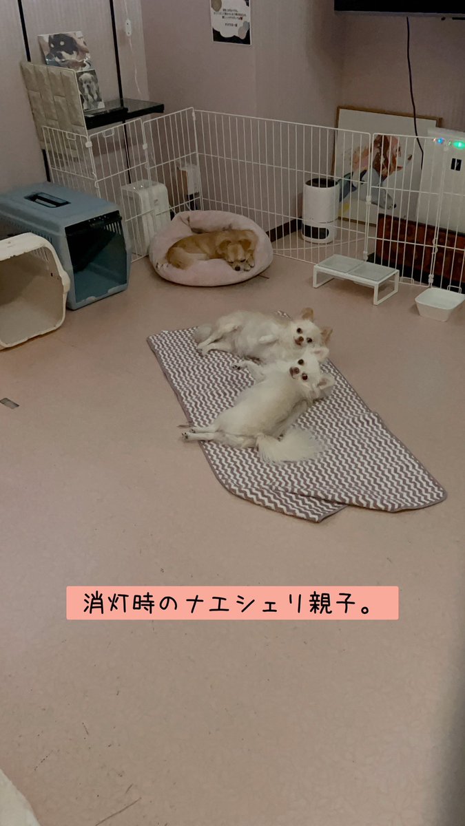 公式】NPO法人にゃいるどはーと (@NPO48681819) / Posts / X