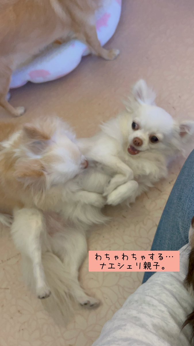 公式】NPO法人にゃいるどはーと (@NPO48681819) / Posts / X