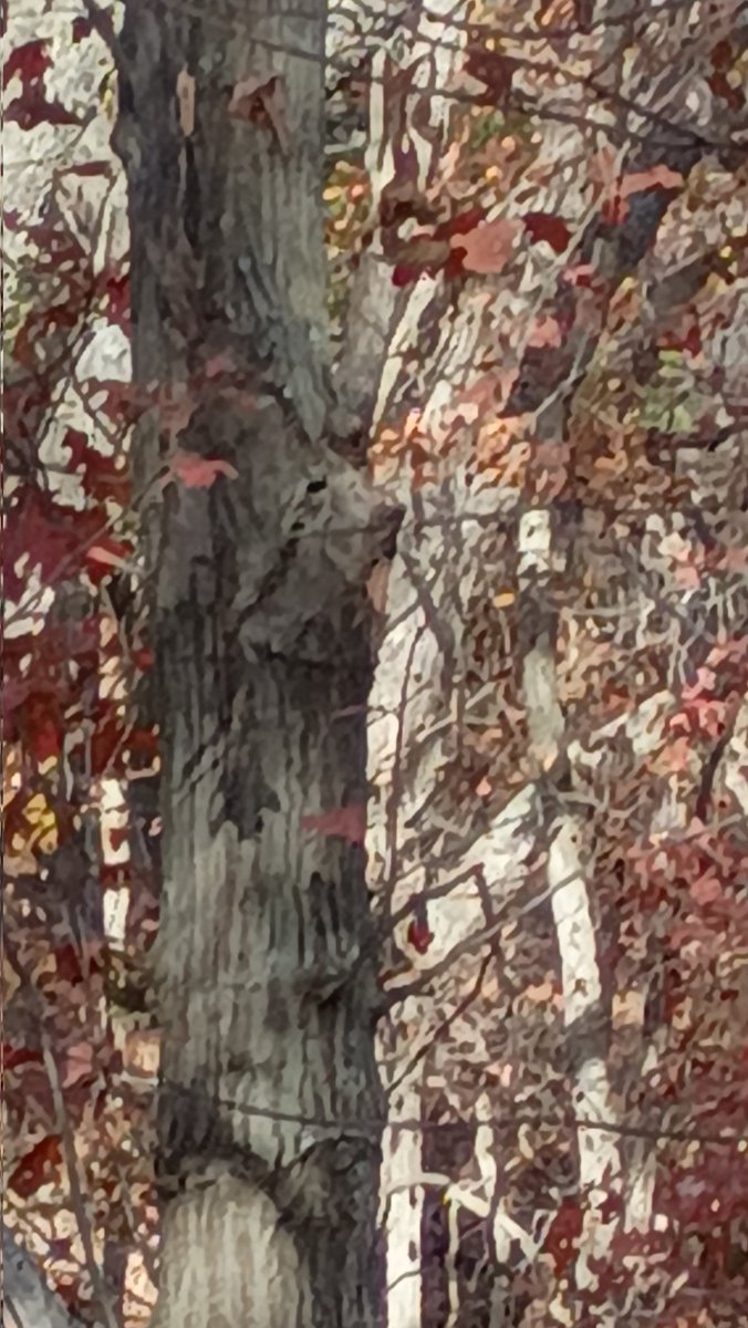 SMackey63's tweet photo. It watches over the woods. https://t.co/dpi1PA4VCS