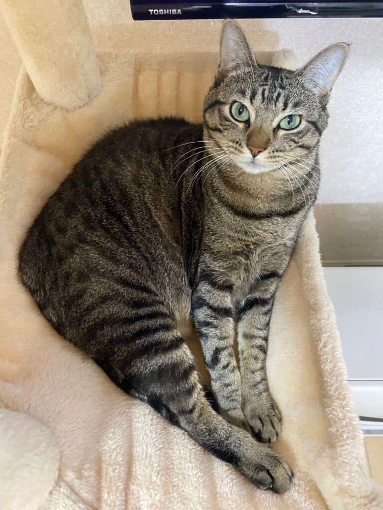 itm_nlab's tweet image. 茨城県すぎる猫

飼い主「うちの猫、あまりにも茨城県」→“まさかの猫”が話題を呼んだ結果……「うちの子は愛知県」「大阪っぽい猫です」“猫で作られた日本地図”爆誕
nlab.itmedia.co.jp/cont/articles/…