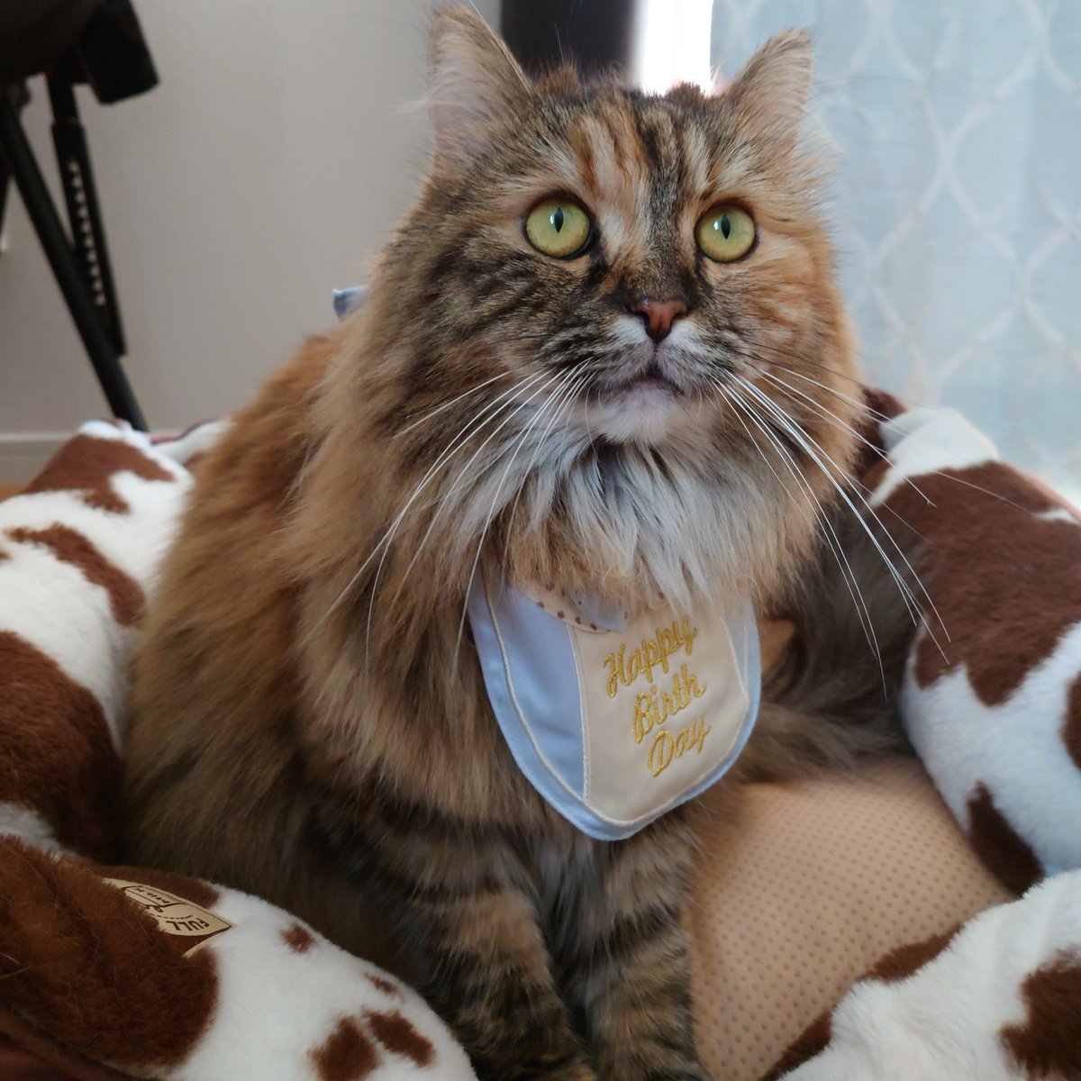 今日はメルちゃん4歳の誕生日🥰最近記事にもなったし、毎日元気！良かったね👏