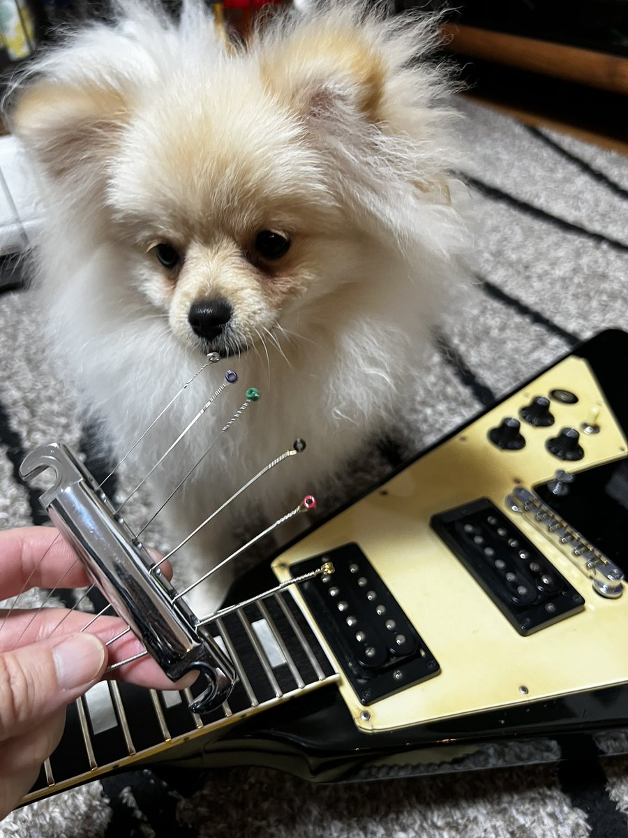 主税(CHIKARA) tweet media