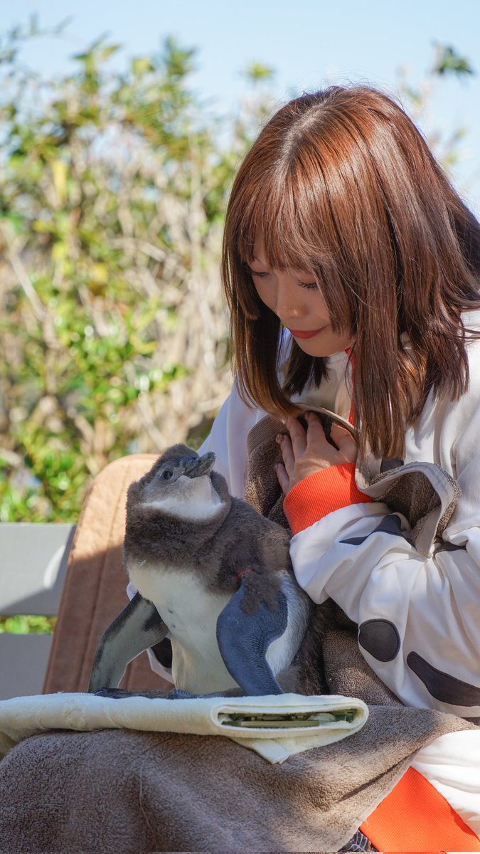 A_shimatarou's tweet image. 小山さんとハレちゃん

#小山百代
#ケープペンギン