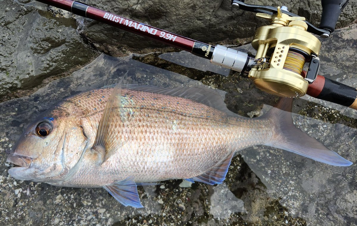 ついにレッドなシーズンがやってきましたね！🔥ベイトを探して朝から移動を繰り返し、夕まずめでゴン！っというイワシ喰う気満々のアイツ特有のアタリからの叩くファイト！確定演出！
マリノ9.9Hの柔軟性でしっかりコントロールしてキャッチ！釣れてくれてありがとう😭