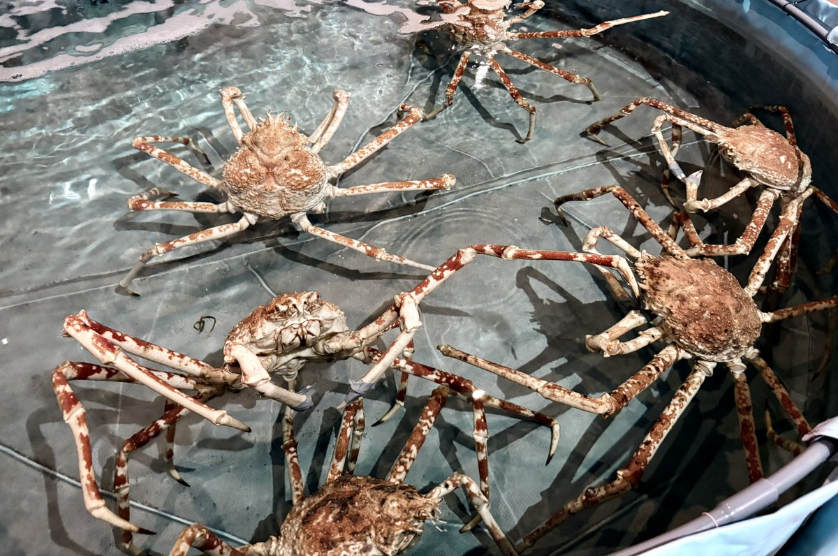 エビとカニの水族館 触ってきた！