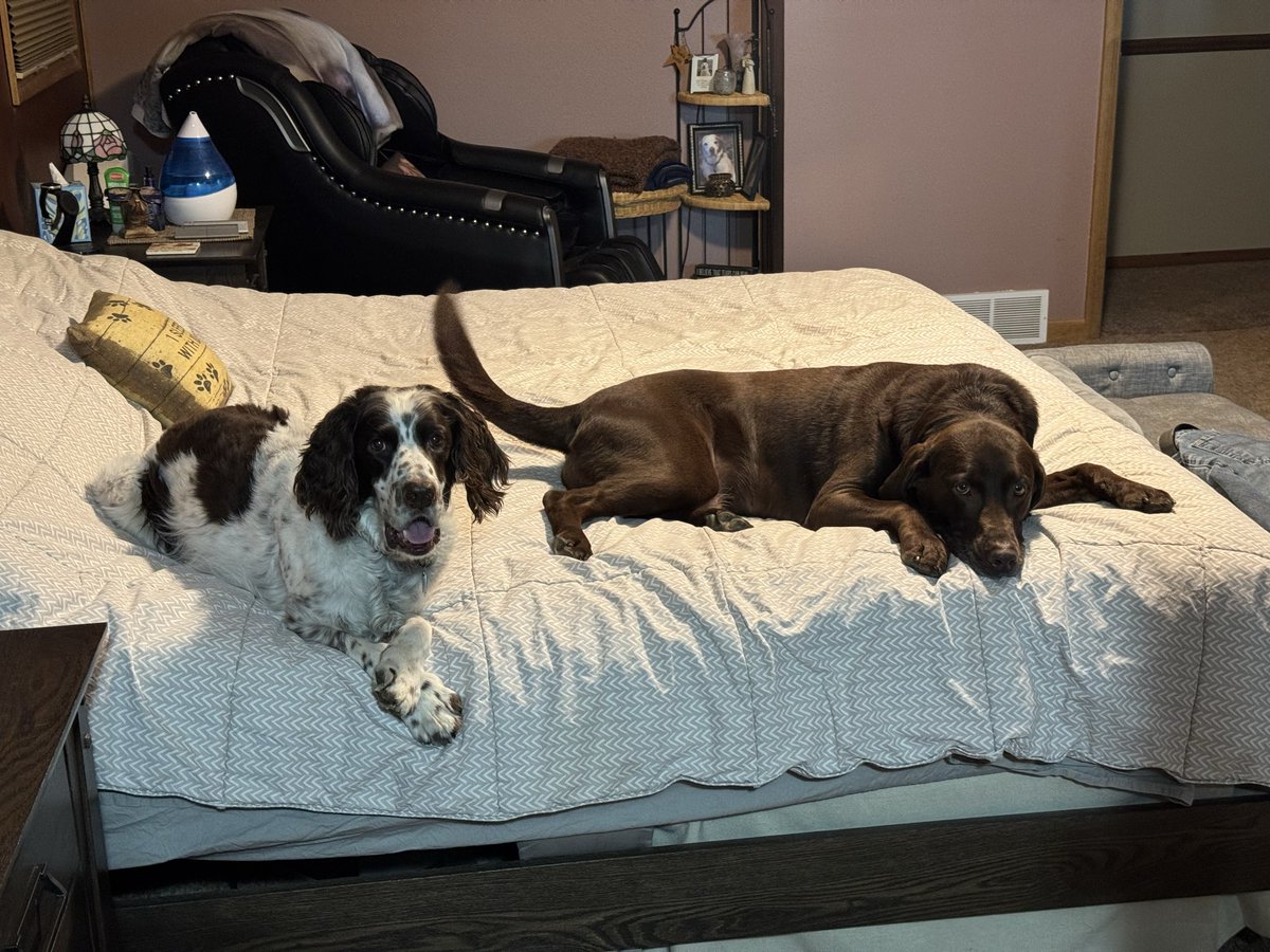 travisb99's tweet image. Bucky and Trapper both do!