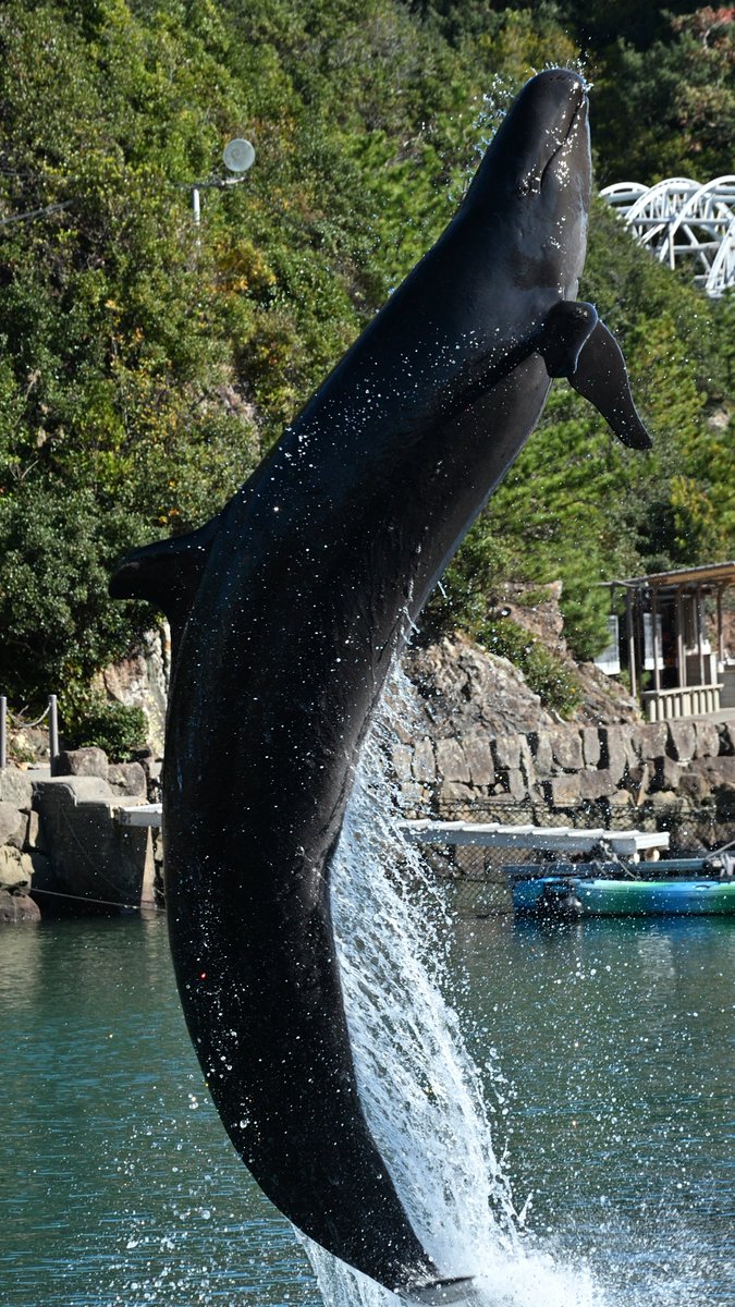 カマイルカの身軽さと飛距離は凄かった🐬🐬 #太地町立くじらの博物館