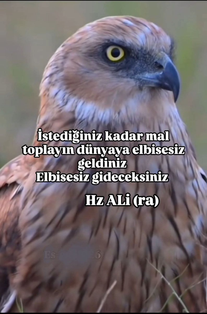 Selamun Aleyküm 

𝓗𝓪𝔂ı𝓻𝓵ı 𝓢𝓪𝓫𝓪𝓱𝓵𝓪𝓻..