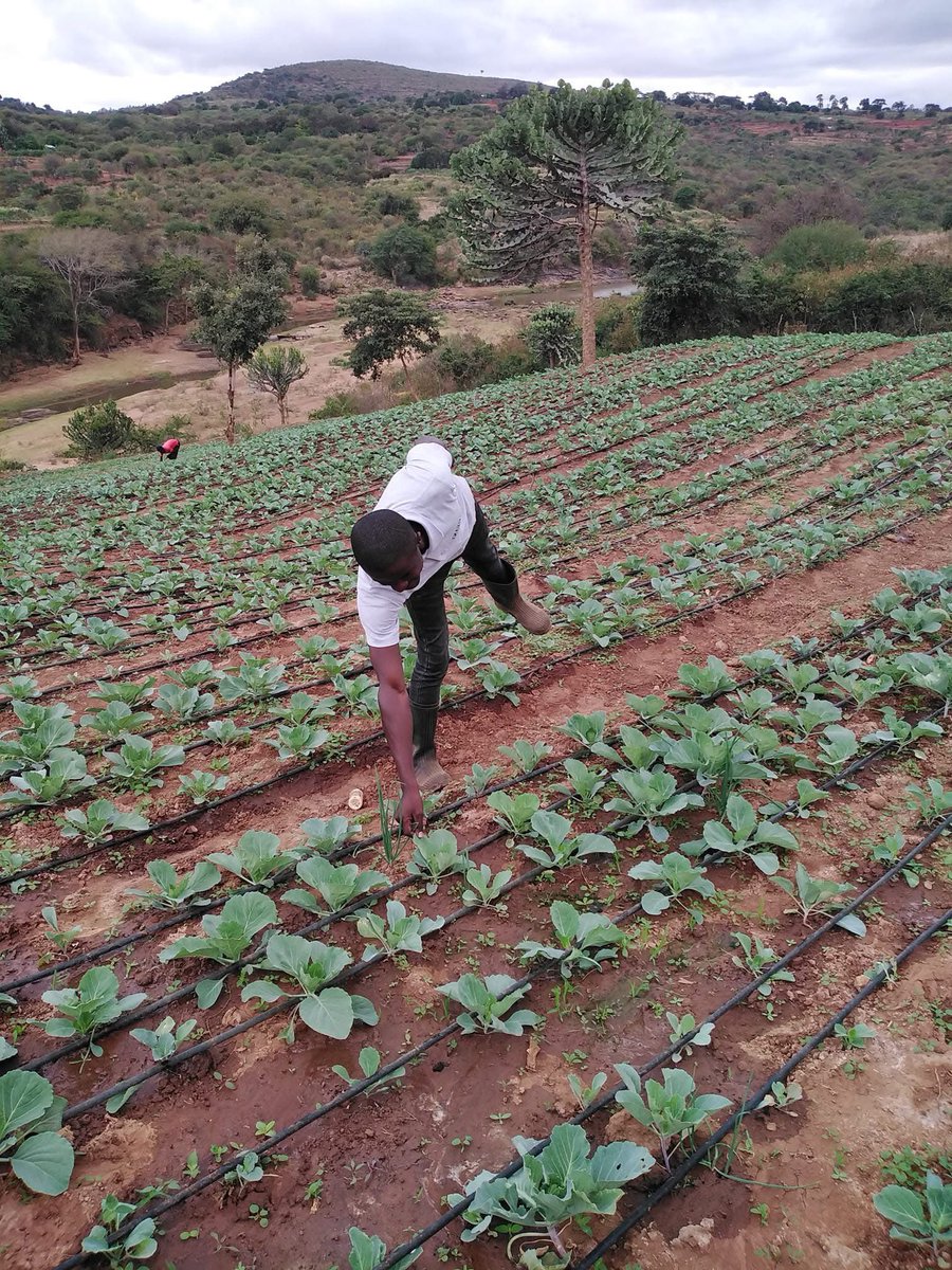 Fredmunene_'s tweet photo. All corners of Africa are capable of growing food under rainfall or irrigation. Where rainfall is low, there is often a river, a lake, or an underground aquifer close by. https://t.co/orHDRatr6L