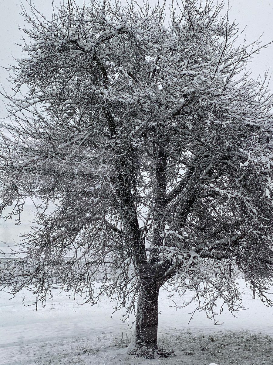 ezifah78's tweet image. siyahın içinde beyazı aramak gibidir hayat;
biraz umut, biraz sabır…♥️

#günaydın #gutenmorgen #schweiz