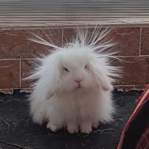 bubbabble's tweet image. 宝啊……咋静电啦？😭