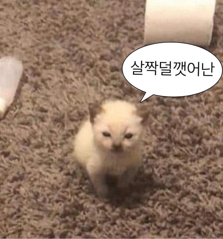 살짝 덜 깨어난 상태로 등쟝...‼️ 다들 맛점하시구 이틀만 참으면 주말이니 홧팅‼️