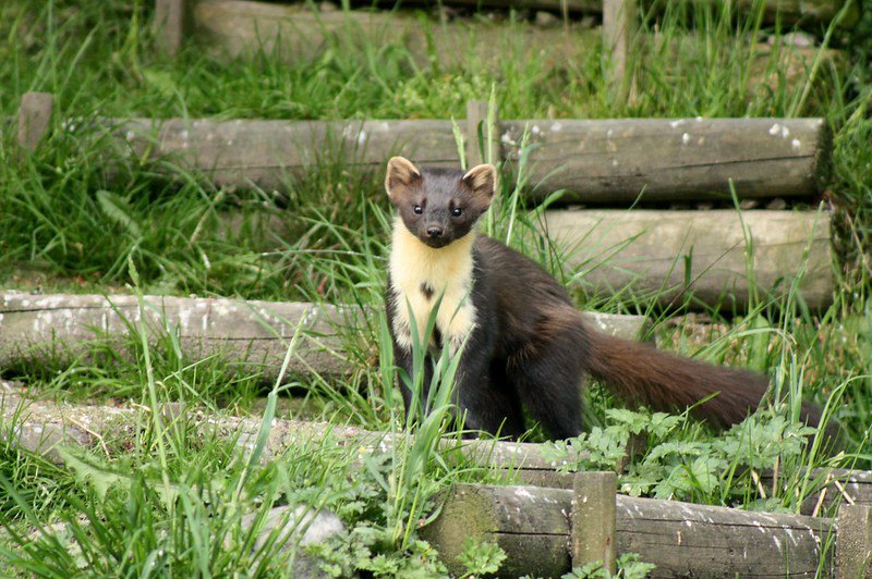 [🔗](api.tinyfox.dev/hourly/pinemar…)