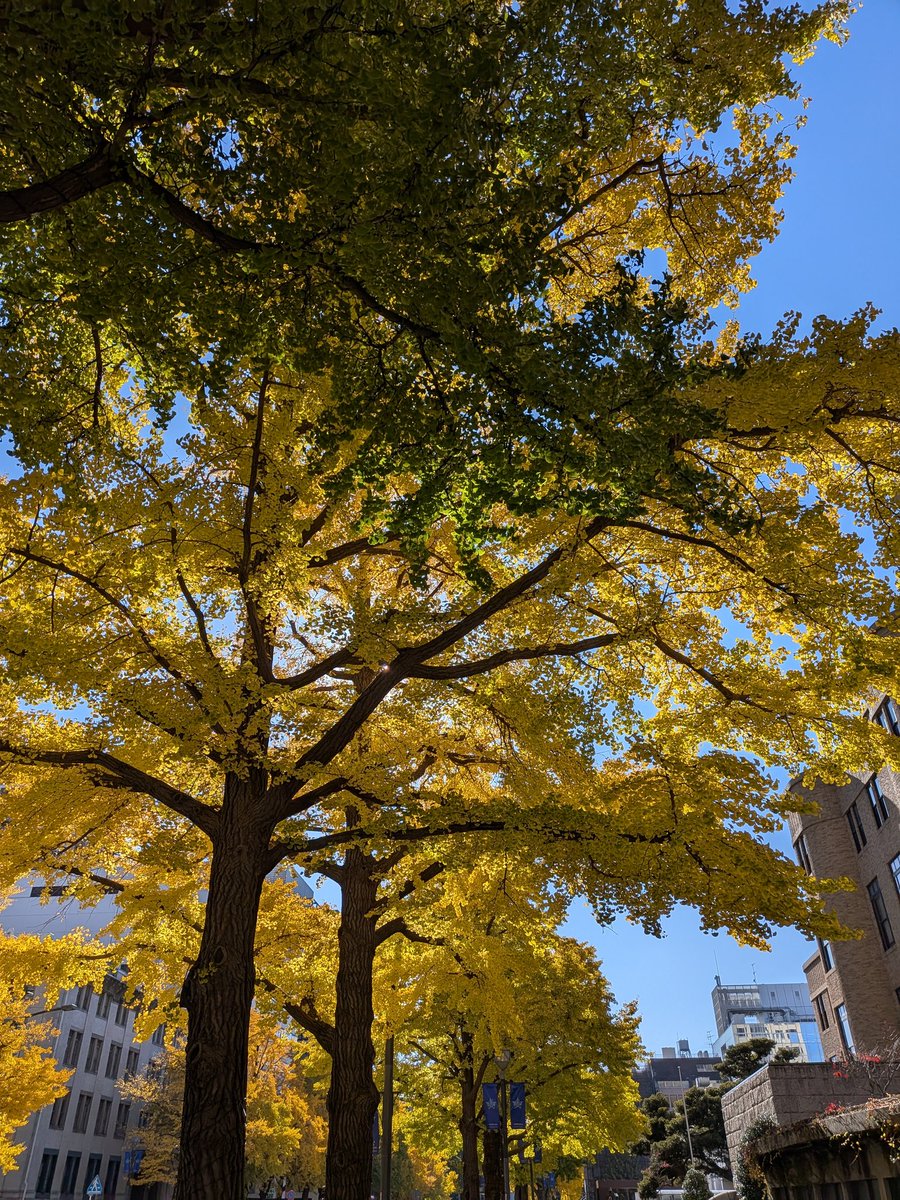 イチョウ並木が良い色合いになってきたので昼休みに一枚。