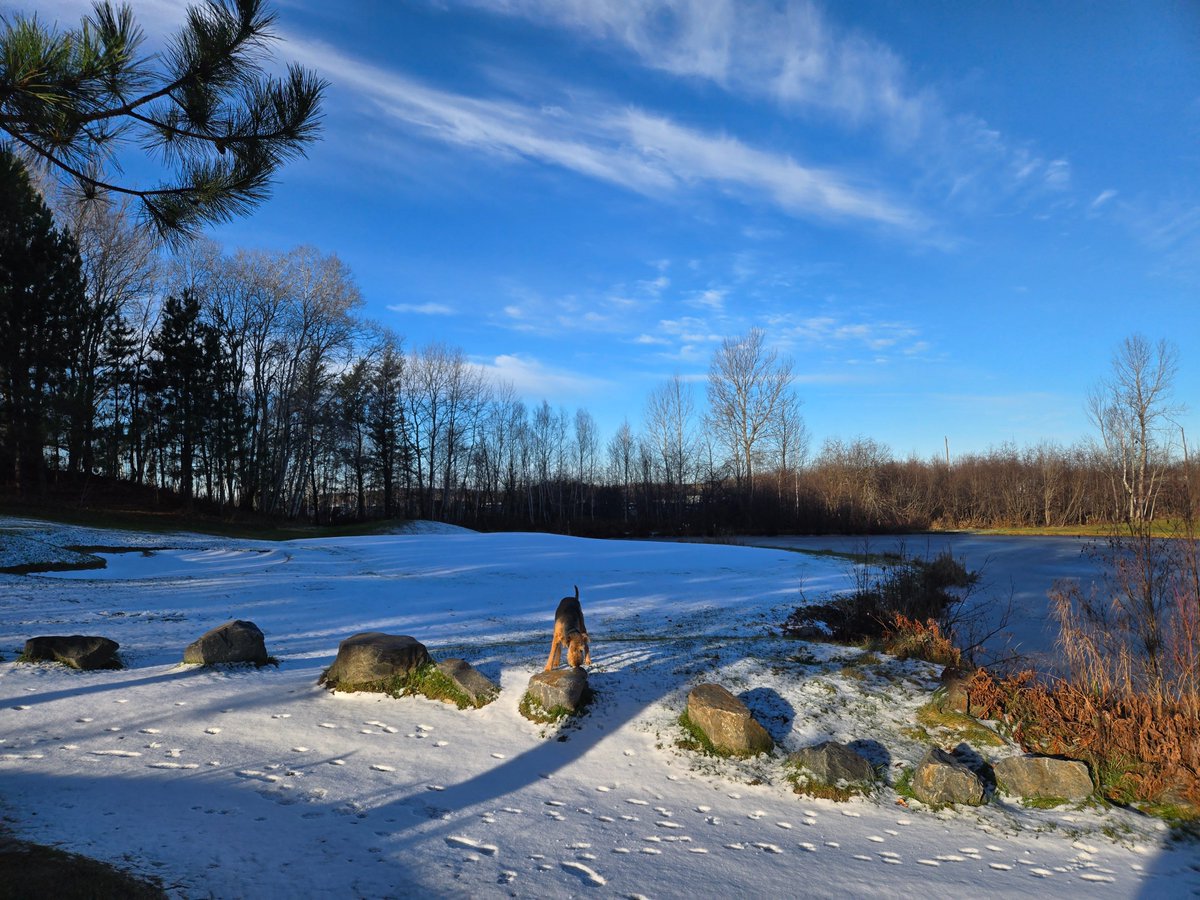 DonWalinga's tweet image. Not sponsored... I have had tremendous success with Tractive. Still using the same unit I bought years ago and Hank goes everywhere!