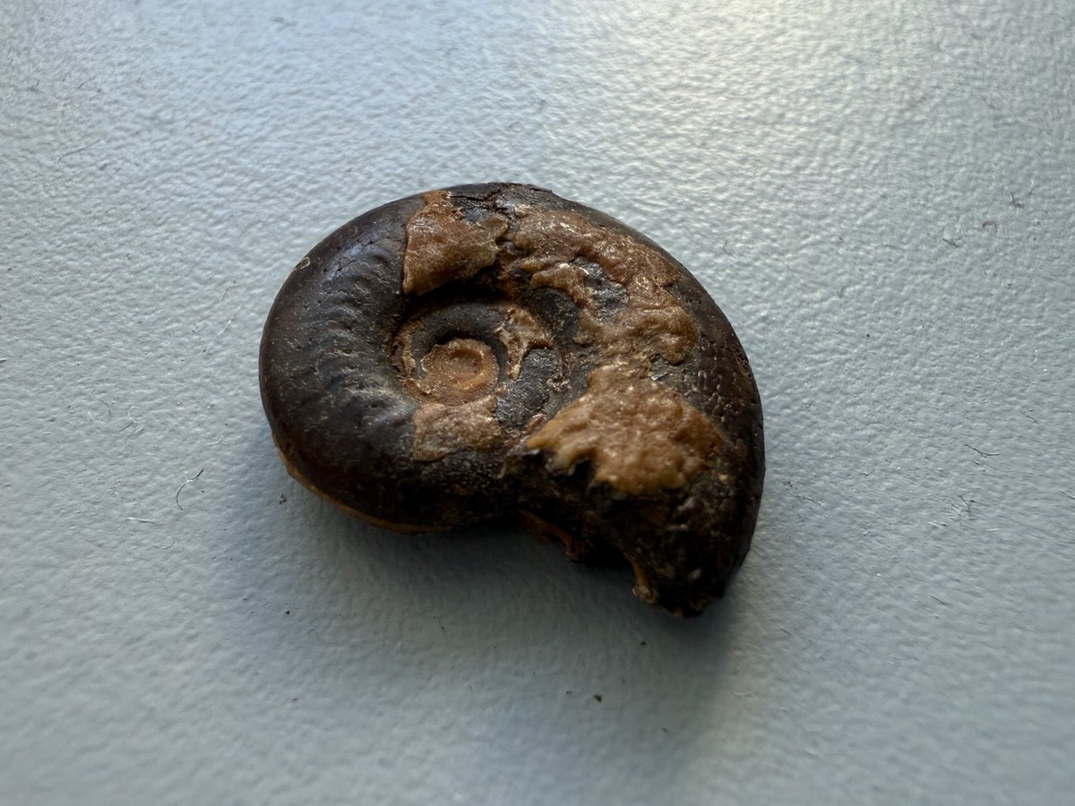 YuuuO's tweet image. 今回はほとんど他のブースへ行けなかったのですが、そんな中でもモロッコのアンモナイトの化石を入手できてよかった