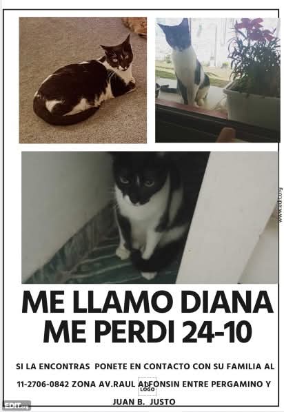 DeGatitos_'s tweet image. #Perdiamigato 📢📢📢
RT RT RT 
PERDI A MI GATA.
Diana se perdió el 24/10 siguiendo a un gato y no supo volver.
Av. Raúl Alfonsín entre Pergamino y Juan b justo. Lanús Este.
 Diana esta castrada y tiene 5 años.
COMUNICATE AL 11-2706-0842
ZONA LANUS ESTE.⬇️
