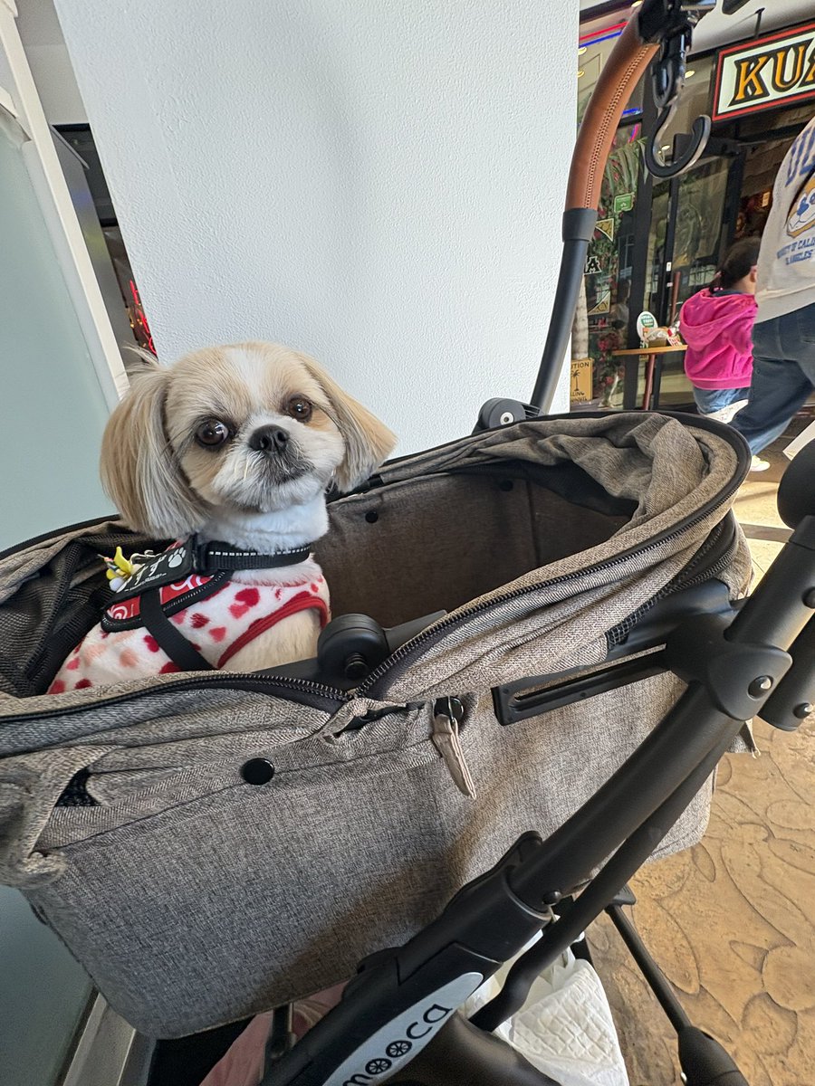 今日は近所の公園にイッヌが沢山いたなあ🐶しかしまあアウトレット来て