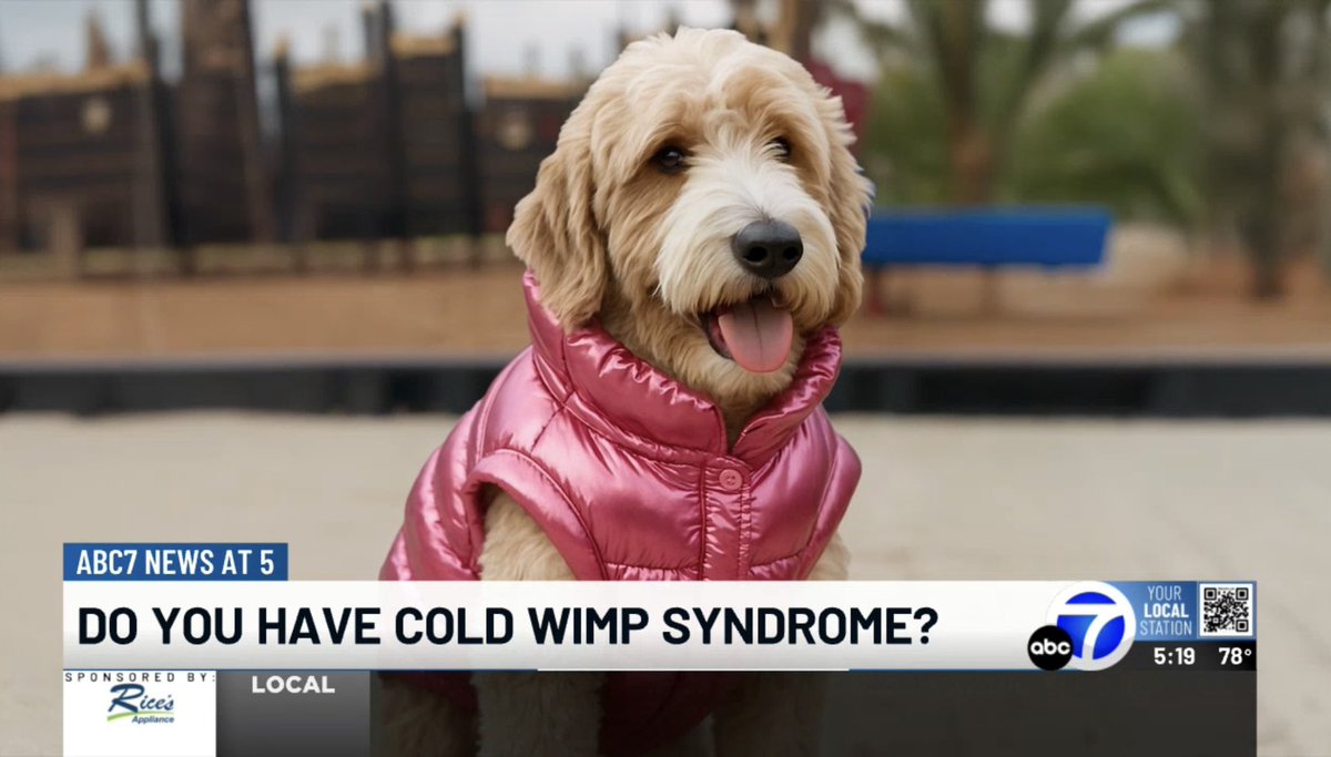 My dog, Lemon, made the news tonight! 🍋🐾 <a href="/mysuncoast/">ABC7 Sarasota</a>