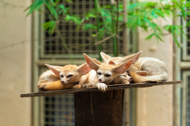 Fennec Every Hour! (@fenneceveryhr) on Twitter photo 