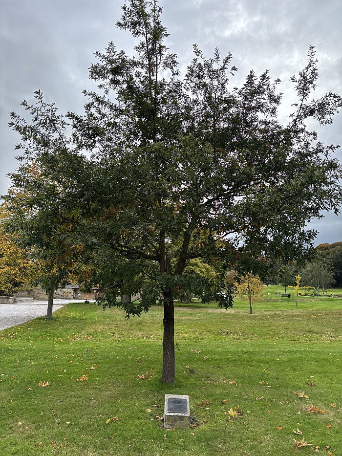 woodsomegolf's tweet image. Today Woodsome has an anniversary. At the back of the Clubhouse, there is an American Red Oak planted 24 years ago today in memory of Charles Hughes, who was the Woodsome Hall Professional from 1958 to 1985 and became PGA Captain in 1986.
#pga #lpga #huddersfield #golfinghistory