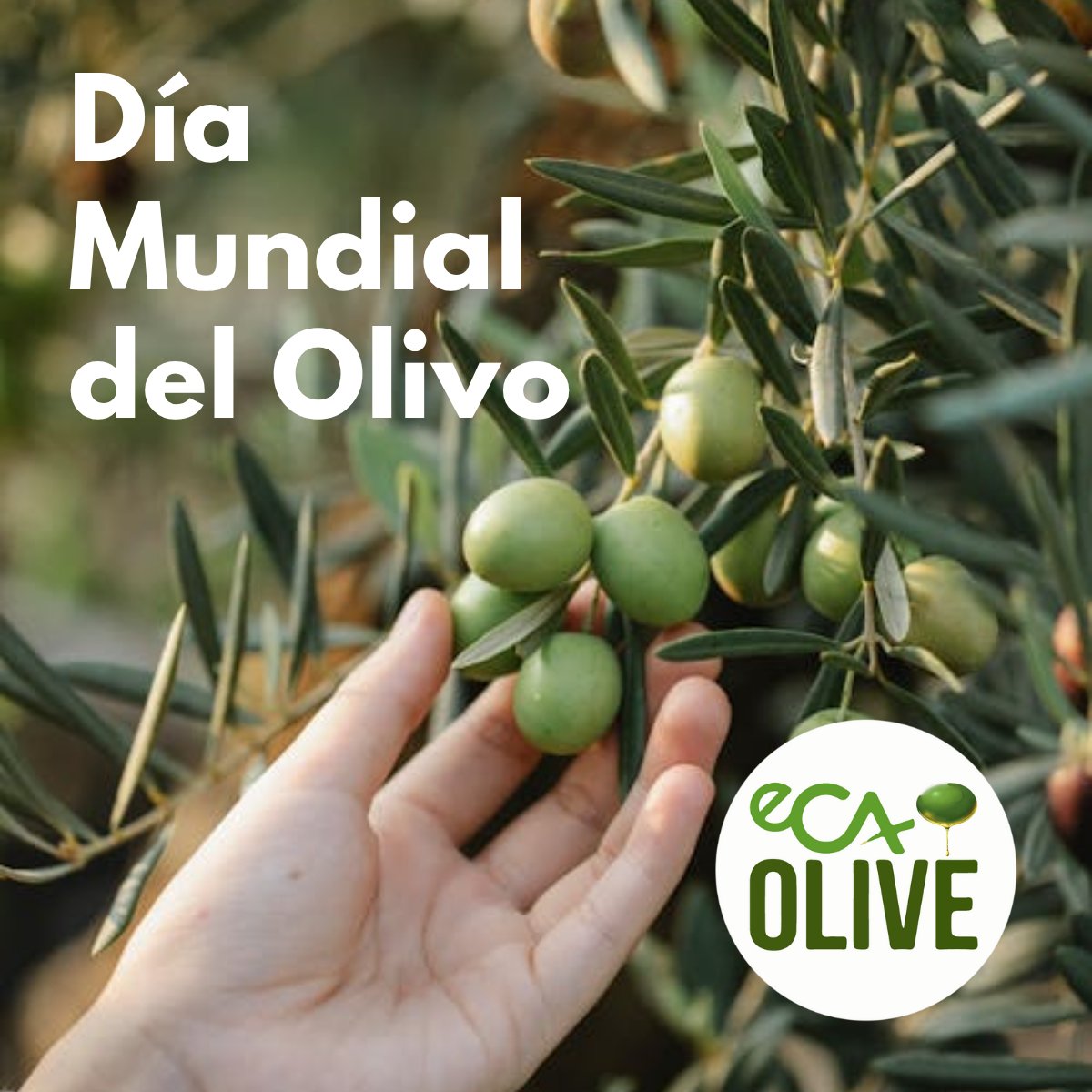 eComercioAgr's tweet photo. Celebramos hoy 26 de noviembre el #DíaMundialdelOlivo para rendir homenaje a este árbol emblemático y a su importancia cultural y económica.

Un leñoso destacado en los campos de España, que la convierte en la principal productora de #aceitedeoliva del planeta. 

#Olivo #ECAOlive https://t.co/2b49vOkGC7