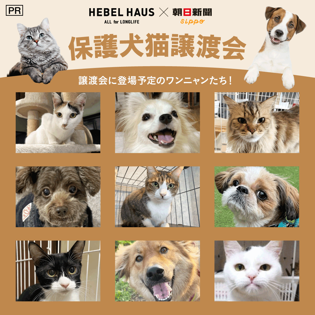 Asahisippo's tweet image. ＼参加無料＆先着予約制／
✨🐱未来の家族に、会いにきませんか？🐶✨
HEBEL HAUS×sippo 保護犬猫譲渡会、今年も開催決定！

🐶🐱新しい家族との出会いの場🐱🐶
個性豊かな保護犬・保護猫たちが大集合！
午前の猫の会、まだ空きがございます🐱ご家族連れはもちろん、お一人でのご参加も歓迎です！…