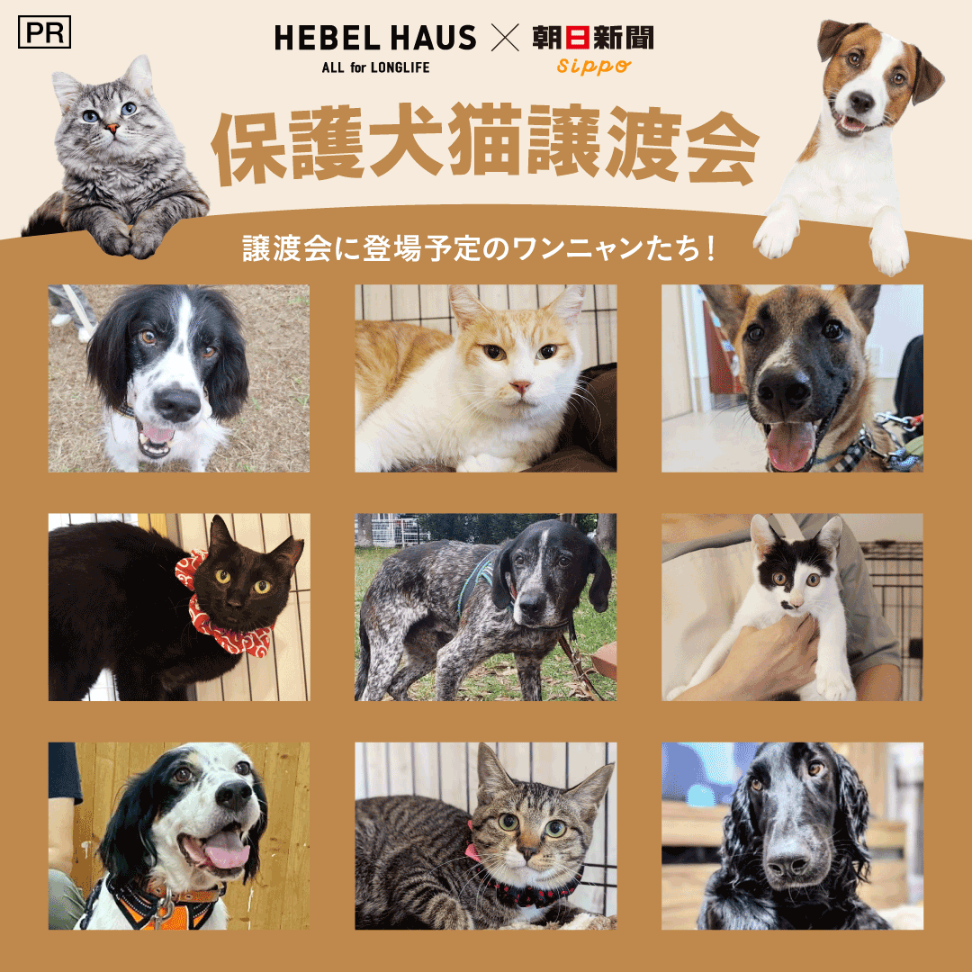 Asahisippo's tweet image. ＼参加無料＆先着予約制／
✨🐱未来の家族に、会いにきませんか？🐶✨
HEBEL HAUS×sippo 保護犬猫譲渡会、今年も開催決定！

🐶🐱新しい家族との出会いの場🐱🐶
個性豊かな保護犬・保護猫たちが大集合！
午前の猫の会、まだ空きがございます🐱ご家族連れはもちろん、お一人でのご参加も歓迎です！…