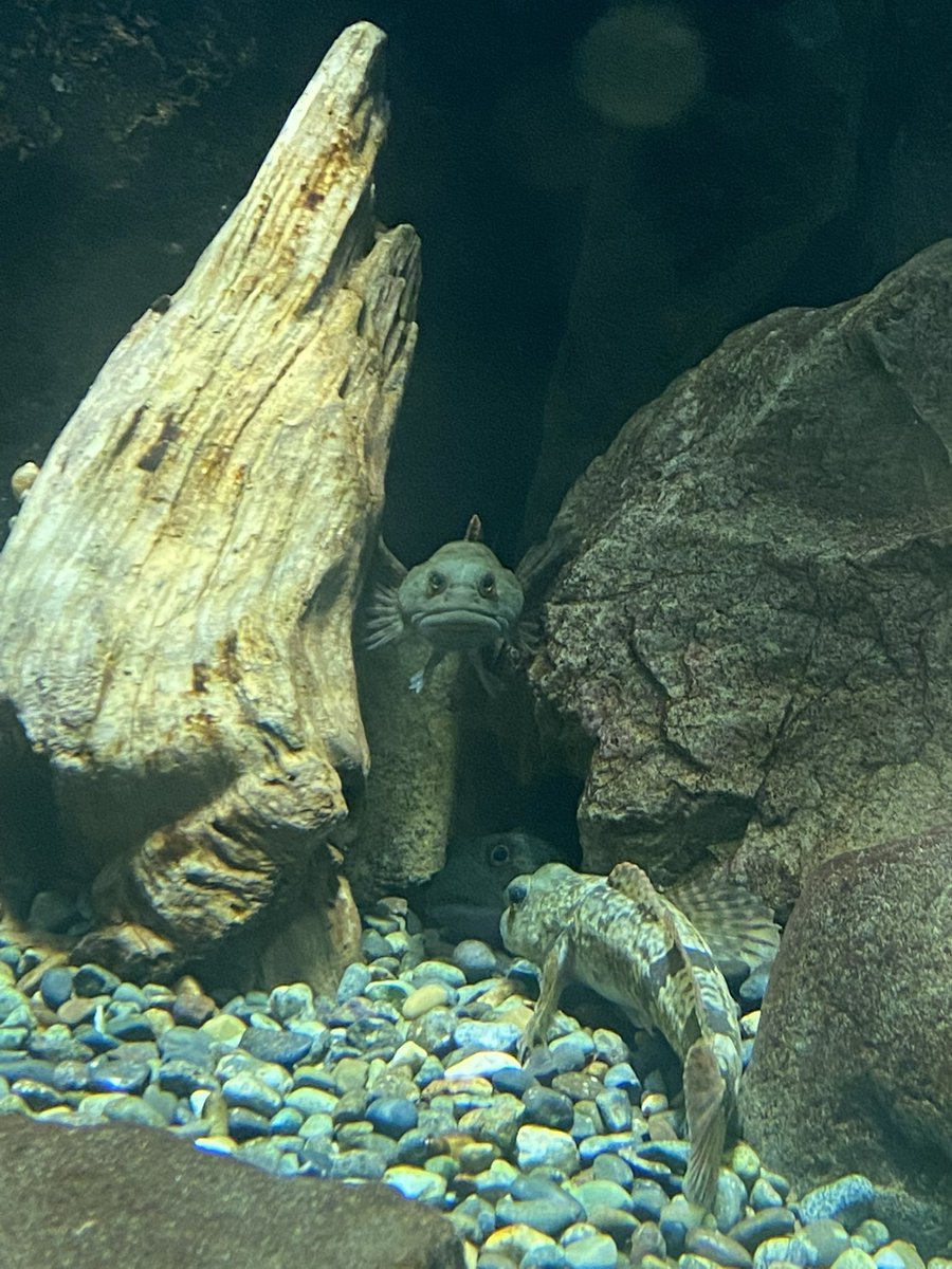 saitamaaqua's tweet image. 情報過多の一枚。
カジカ。
#さいたま水族館　#カジカ