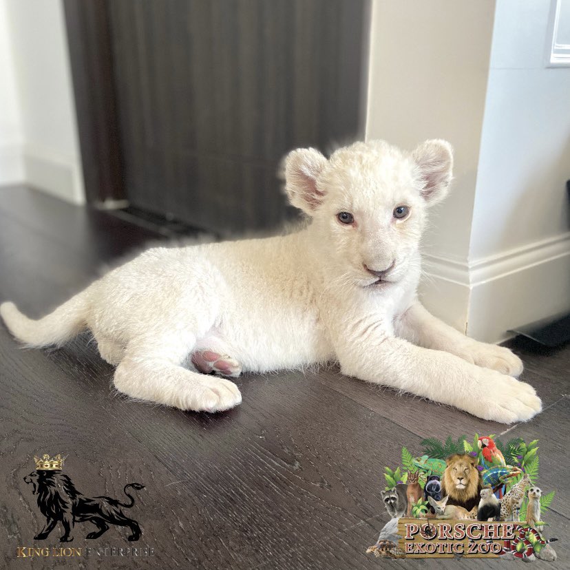 Porsche_shop99's tweet image. สาวสวยมาอ้อนค้า😆😍🦁

My pretty girl wants to go on a trip😆😍🦁

#porscheexoticzoo 
#porscheexoticzooadmin 
#porscheexoticzooofficial 
#lion