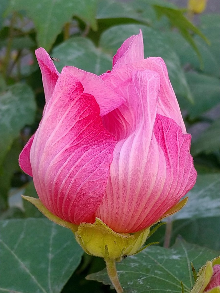 Post by kisakino on X: 芙蓉