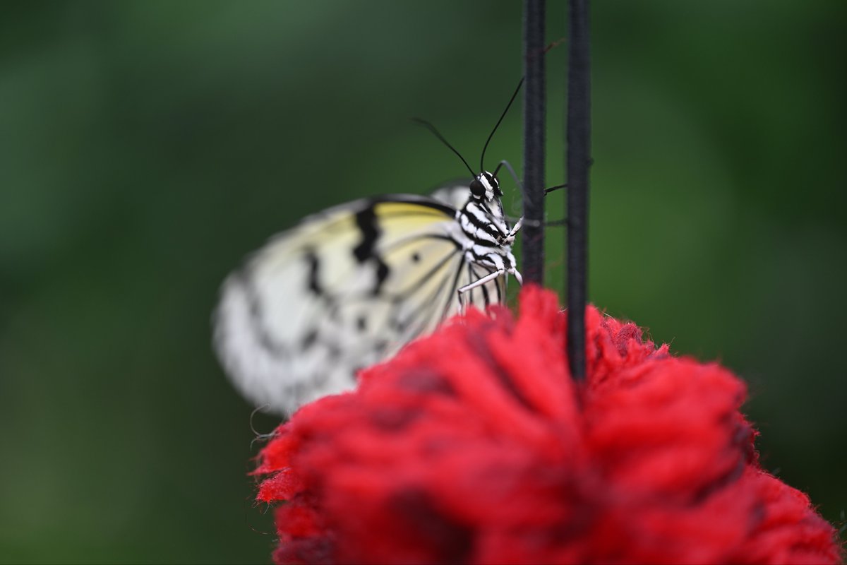 📸kazumi (@zf1118kazumi) / Posts / X